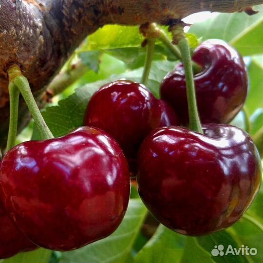 Черешня саженцы в ассортименте