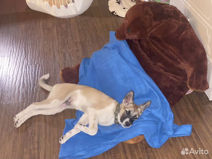 Щенок в добрые руки