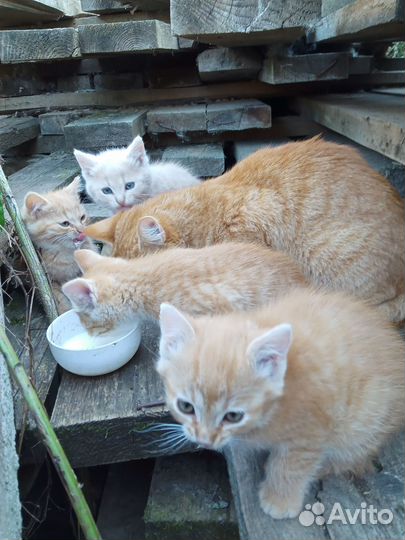 Кошка в дар бесплатно