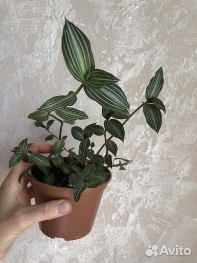 Комнатные растения обмен