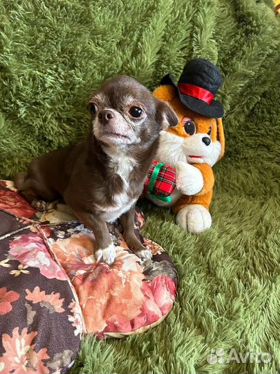 Две взрослых шоколадных чишки и белая помераночка