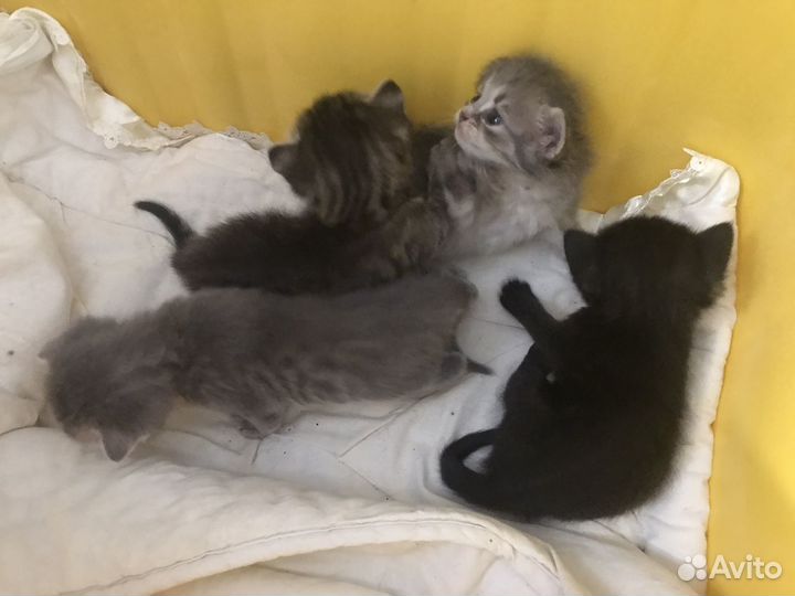 Котята