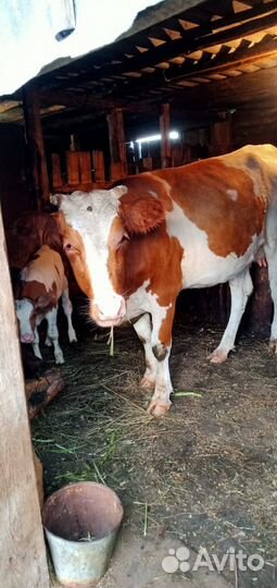 Продам быка