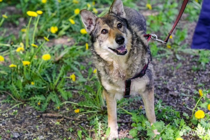 Бывшедомашняя девочка в поиске семьи