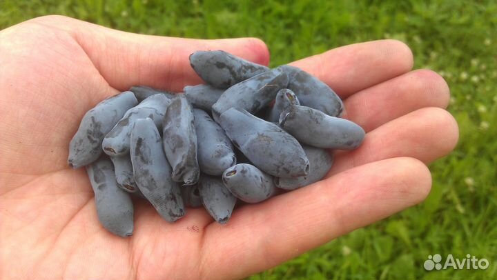 Жимолость: протертая ягода с сахаром без добавок