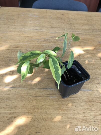 Фикусы Бенджамина