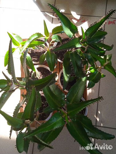 Каланхоэ лечебное