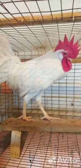 Молодые петушки