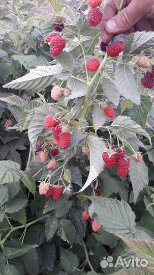 Саженцы малины оптом,делнива,амира,прималба и др