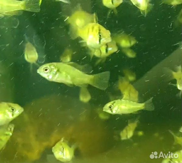 Апистограммы рамирези, скалярии