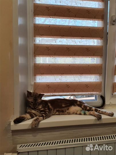 Рулонные шторы день ночь