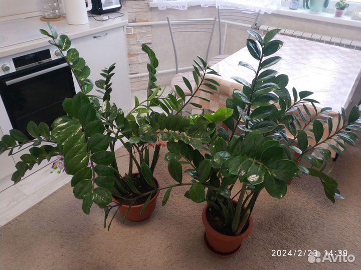 Замиокулькас