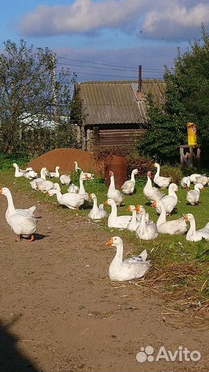 Гуси, порода Линда, продажа