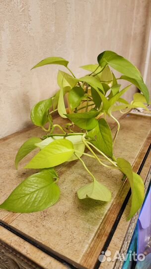 Эпипренум неон