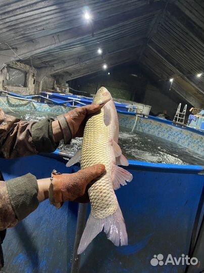 Живая рыба оптом карп