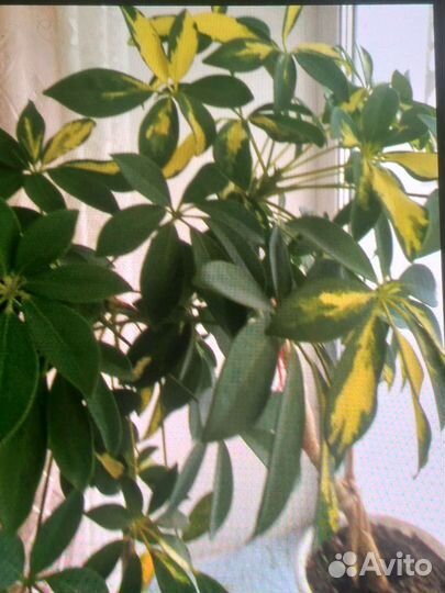 Шефлера и хоста