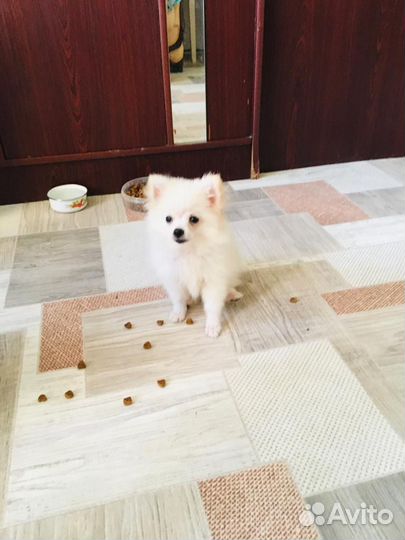 Шпиц мини мишка