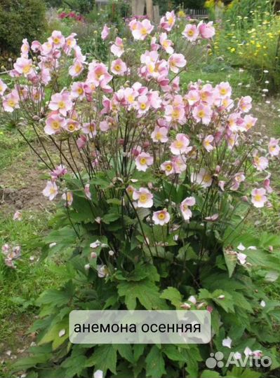 Цветы многолетник анемона розовая осенняя белая