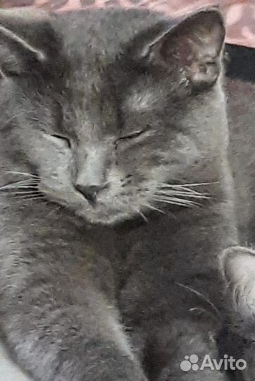 Кот русская голубая вязка