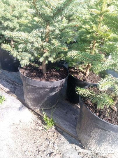 Ель голубая