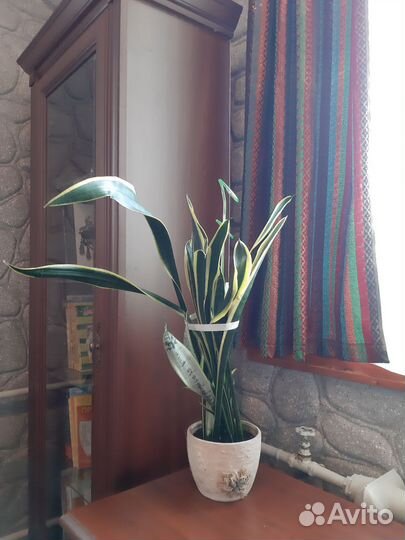 Сансевиерия