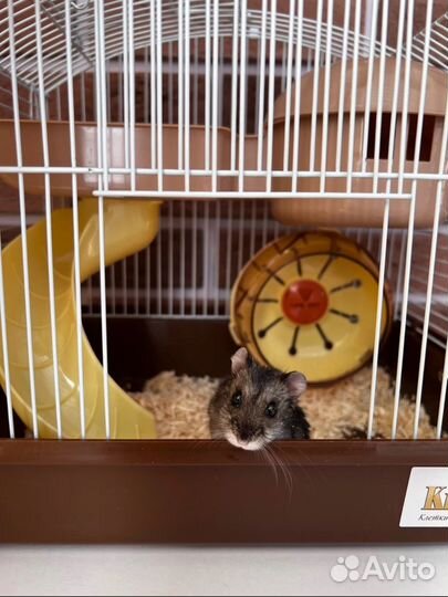 Клетка для грызунов