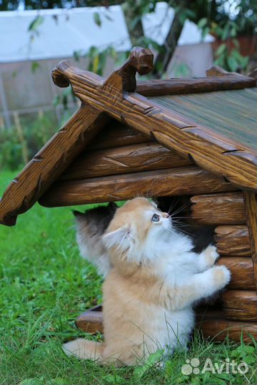 Чистое золото