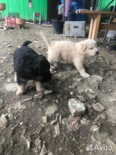 Мама Алабай, а папа неизвестно