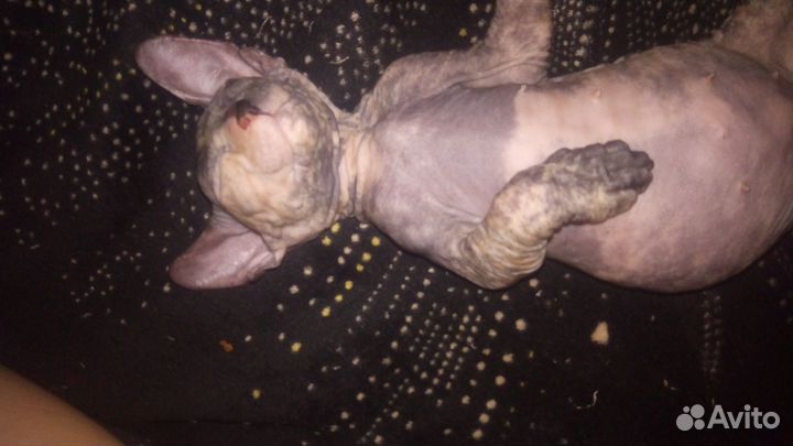 Донской сфинкс котята