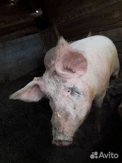 Свиноматки