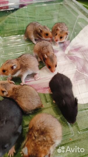 Сирийские хомячки малыши