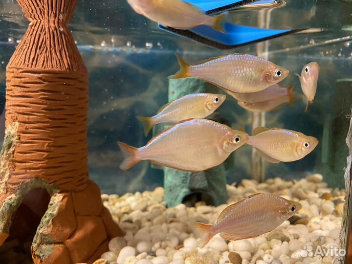 Рыбки Радужница для аквариума