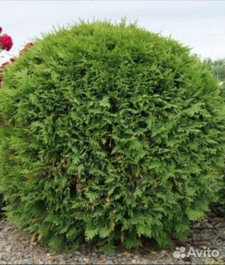Туя шаровидная