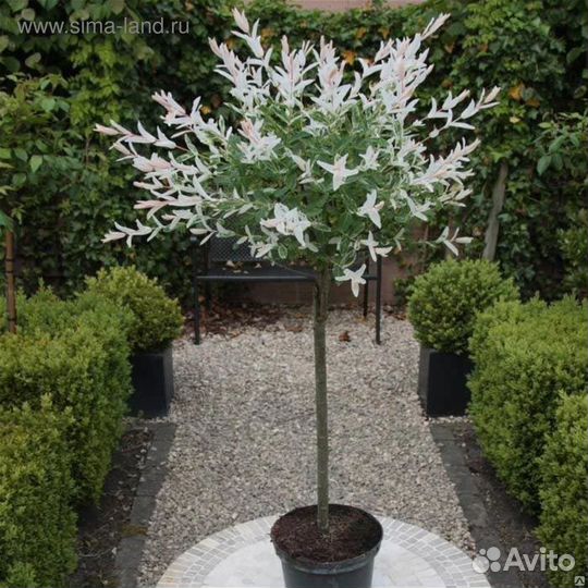 Ива Хакуро Нишики на штамбе