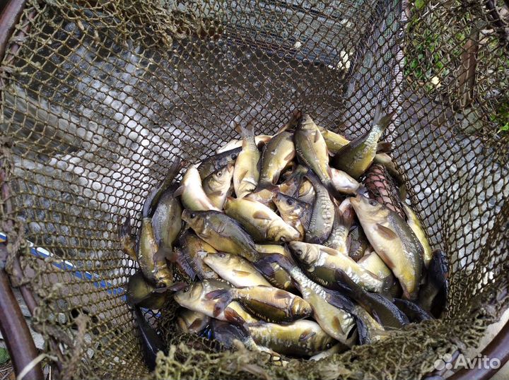 Продам малька карпа