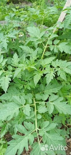 Рассада черри