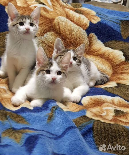 Котята