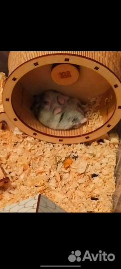 Джунгарский хомяк,девочка/мальчик