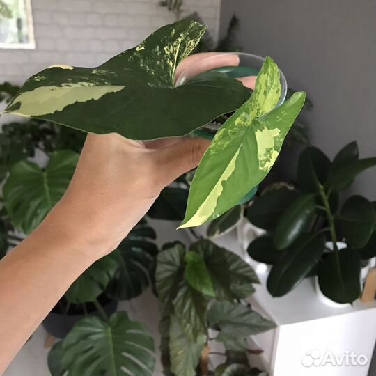 Сингониум imperial еллоу