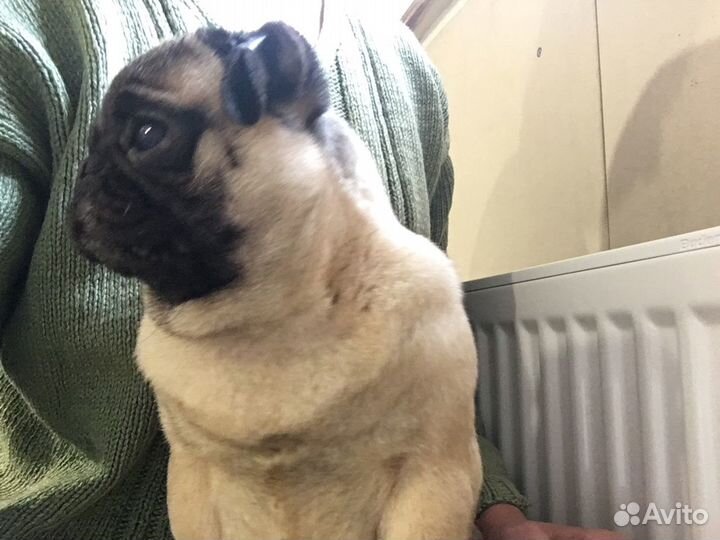 Мопс девочка