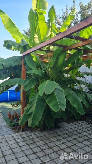 Банан японский, банановая пальма, банан Тропикана