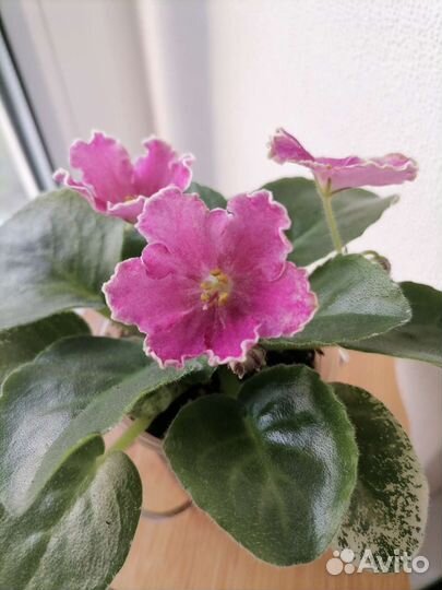 Фиалки сортовые