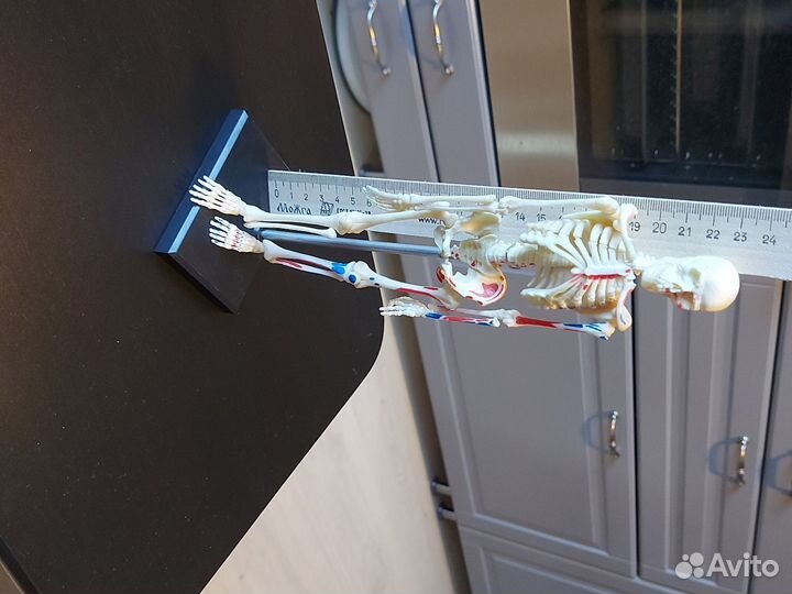 Маке скелета человека