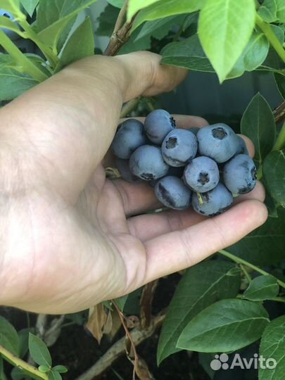 Кусты голубики