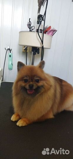 Стрижка собак и кошек