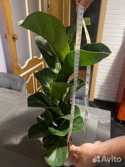 Фикус лирата бамбино