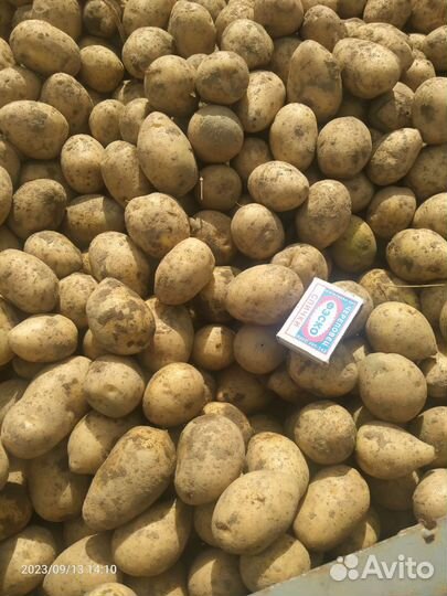 Продам картофель