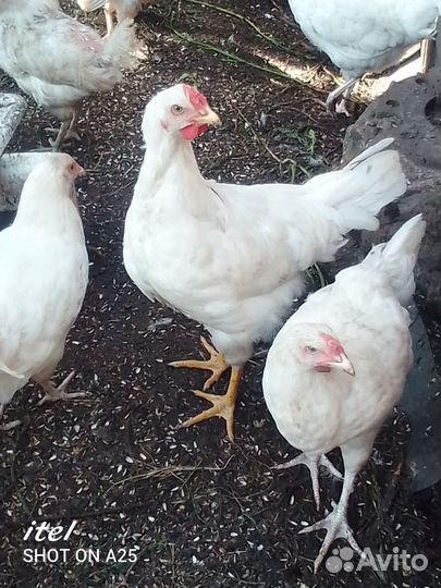 Молодые петухи и индоутки