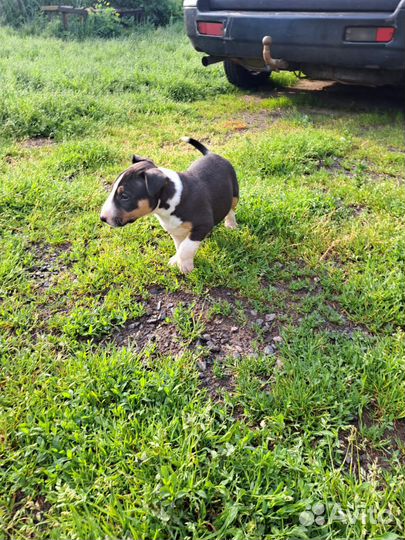 Бультерьерчик Девочка