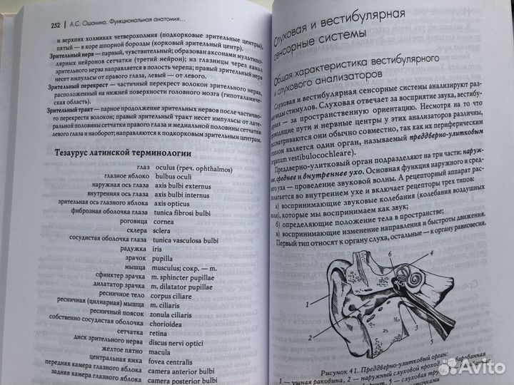 Функциональная анатомия